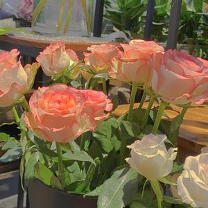 裸体女人被肏屄视频网站
